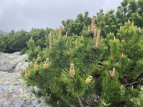 Fenologické pozorovania borovice horskej (Pinus mugo Turra) na lokalite Skalnaté Pleso v období 2016-2026