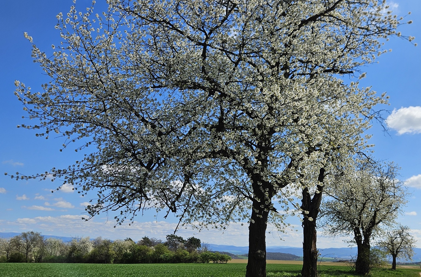 Kde môžete nájsť rozkvitnutú čerešňu na 1. mája?